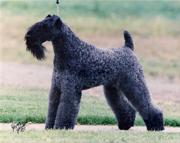 Kyla - True Blue Kennel: Kerry Blue Terrier & Lagotto Romagnolo