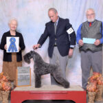 Kerry Blue Terrier