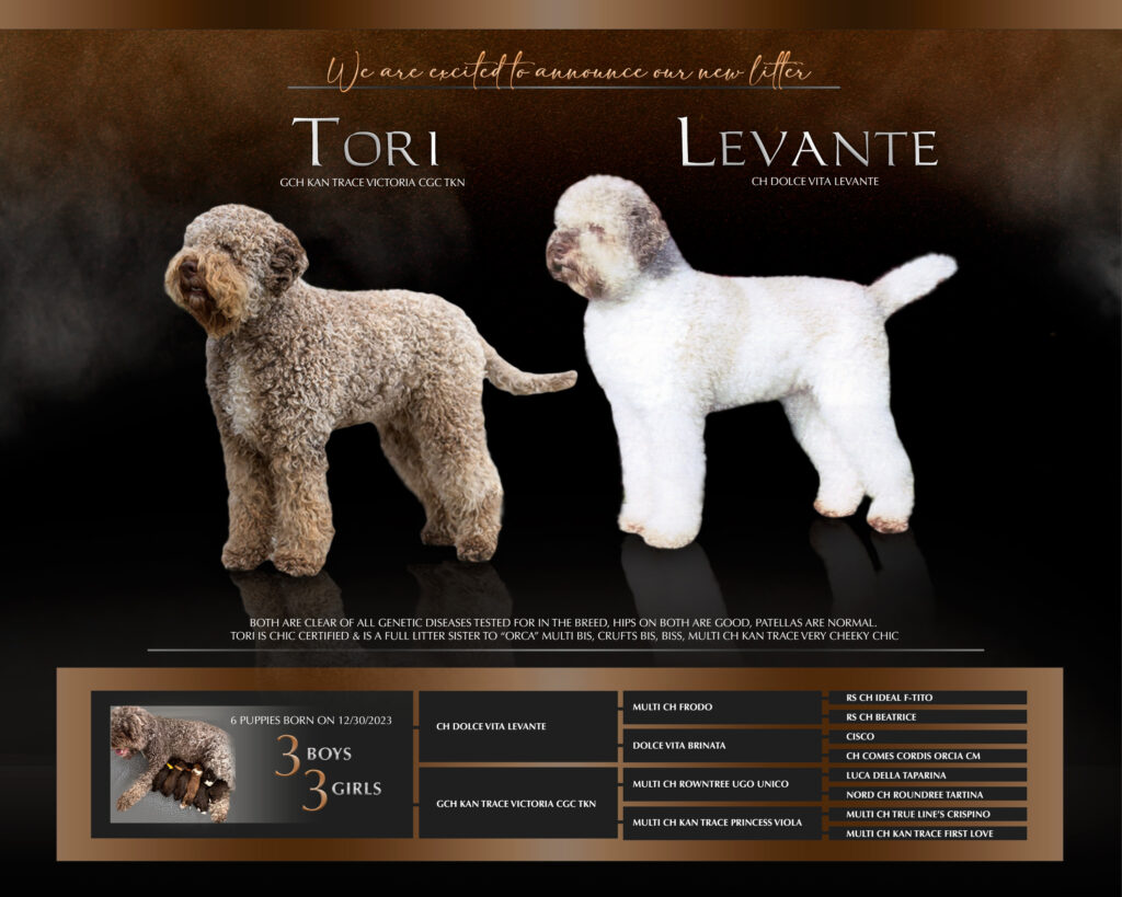 Tori/Levante Litter born 12/30/2023 /image